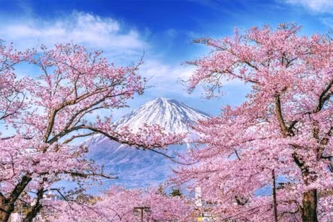 🌸🇯🇵桜男/Sakurao