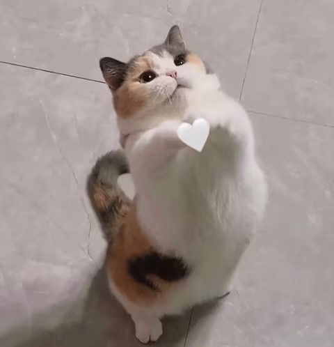 CatLovesBelly